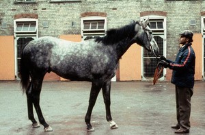 view Side view of dappled Grey horse