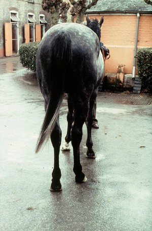 view Rear view of dappled Grey horse