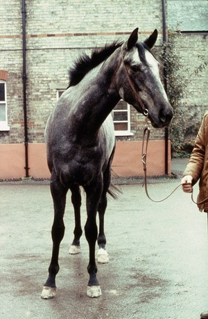 view Head-on view of dappled Grey horse