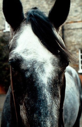 Head of a Grey horse - median whorl