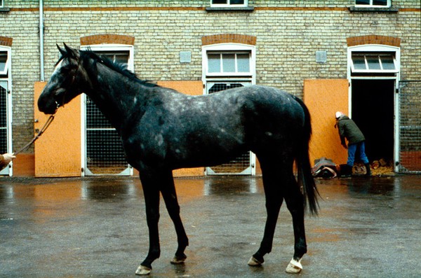 Left side view of a male Grey horse