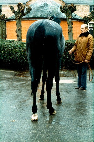 view Rear view of male Grey horse