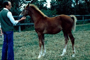 view Left side view of a Chestnut foal: the apparent