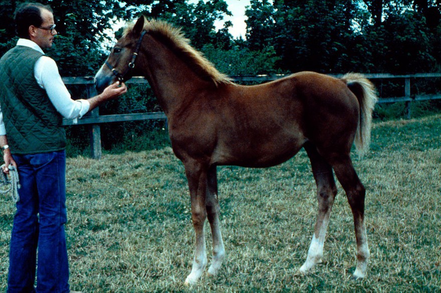 Left side view of a Chestnut foal: the apparent