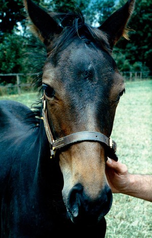 view Head of a Bay foal: the foal looks Bay but in