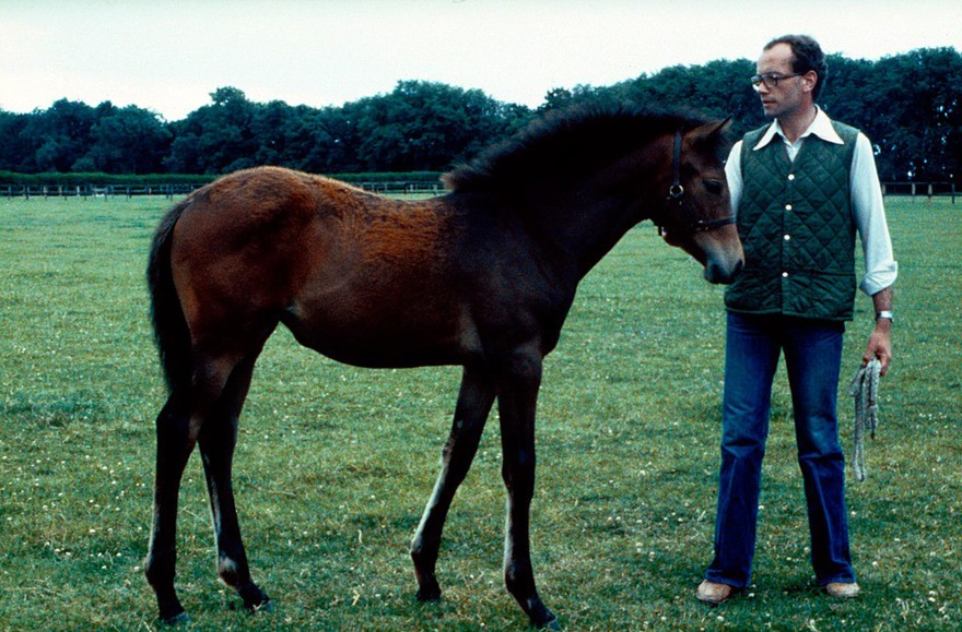 Side view of a Bay foal: the foal will probably