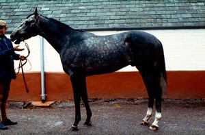 view Side view of a Grey male horse