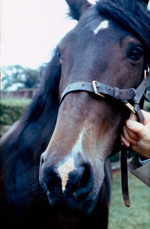 view Head of Bay horse - fleshmark