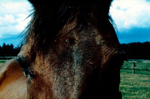 Head of Bay horse - whorls