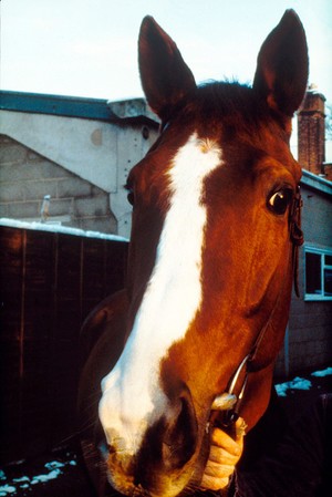 view A Chestnut horse's head - fleshmarks