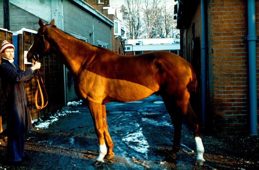 Left side view of a Chestnut horse - whorl
