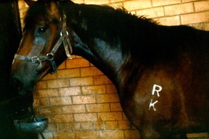 view A horse's shoulder showing hot branding