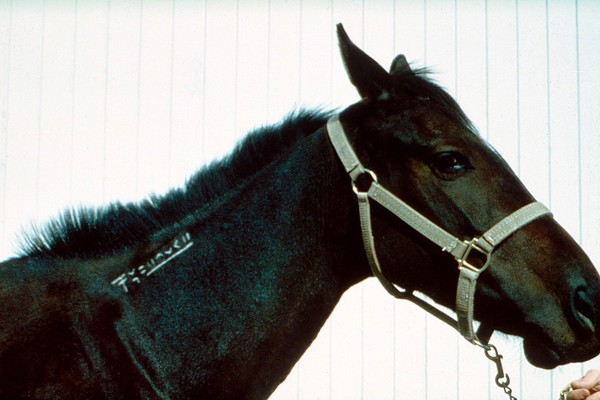 A horse - freeze-branded under the mane