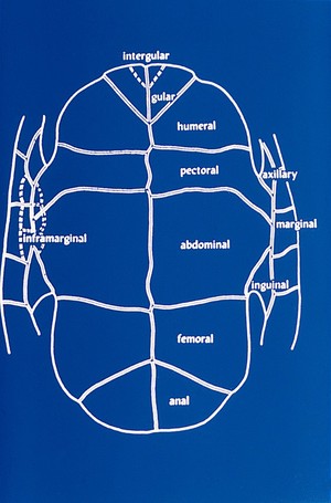 view Ventral part of the armour of Chelonians