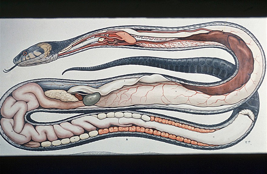 Drawing: female Grass Snake's organs