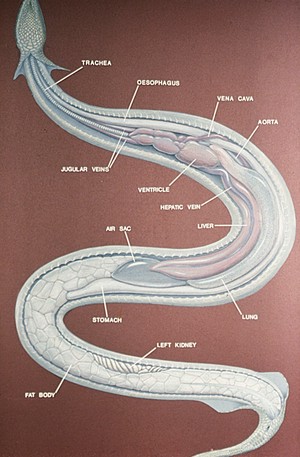 view Drawing: a Python's organs