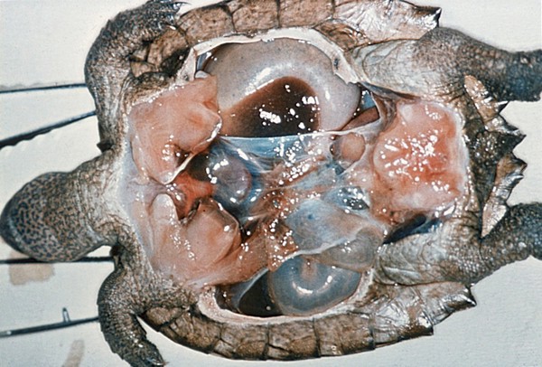 Tortoise with plastron removed - viscera