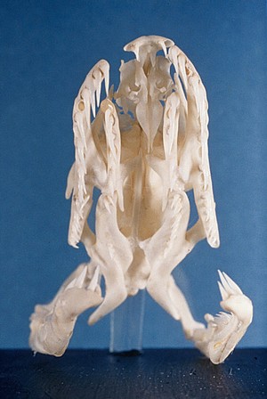 view Python's skull showing six rows of teeth