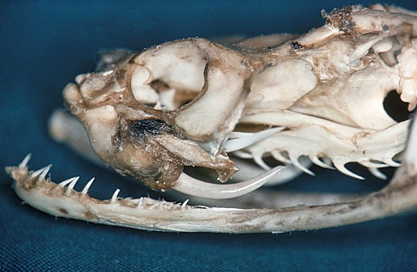 Reserve poison fangs in Ruff Adder's skull