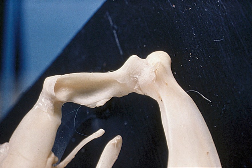 A snake's mandibular joint