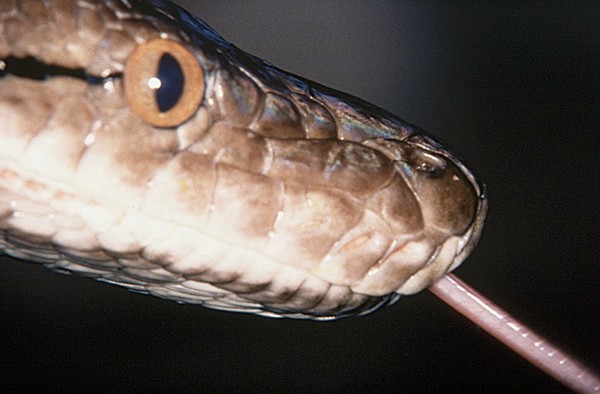 Heat-sensitive pits on lips of a Python