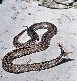 view Common European Adder yawning