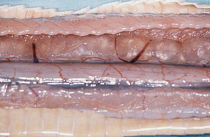 Air sac of a snake (post-mortem).
