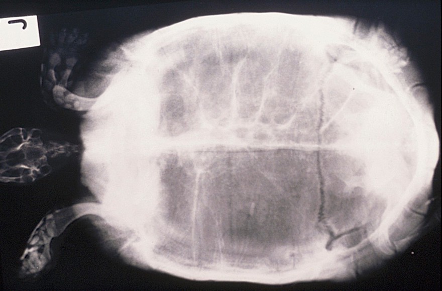 Radiograph of tortoise - dorso-vertral view