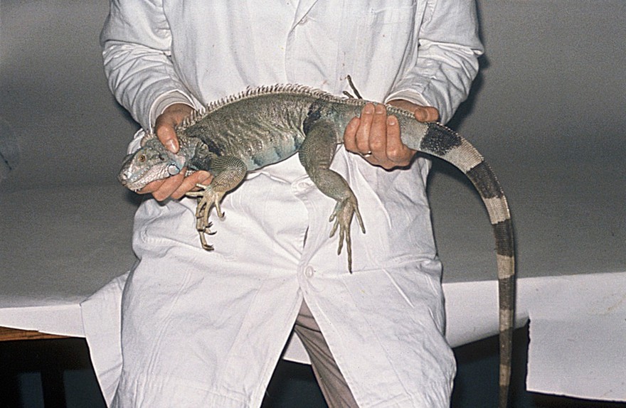 Holding an Iguana correctly
