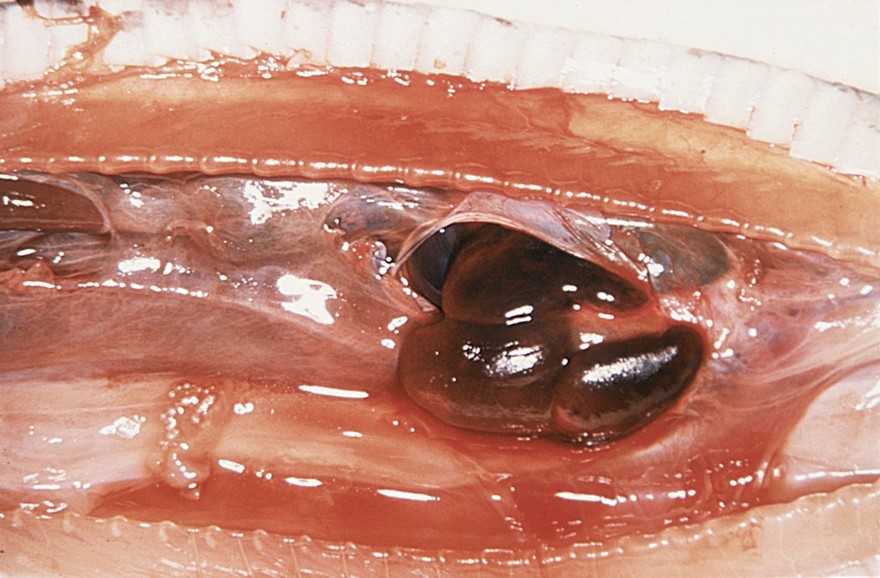 Dead Python with severe bruising of heart