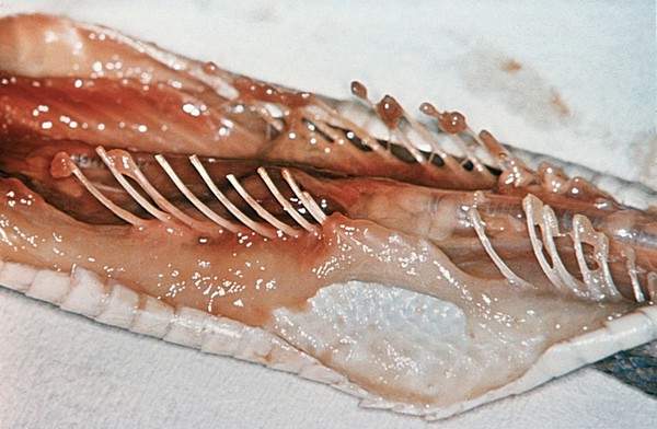 Dead Rainbow Boa showing exposed ribs