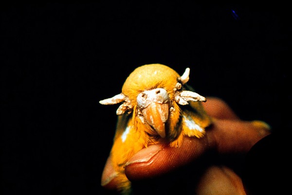 A Budgerigar