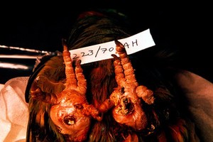 view A bumblefoot budgerigar.