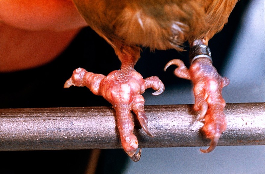 A budgerigar - periarticular gout