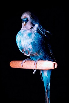 An obese budgerigar.