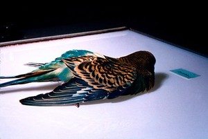 view Budgerigar with a nervous disorder