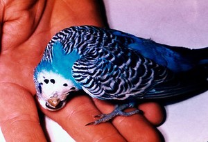 view Budgerigar with a nervous disorder