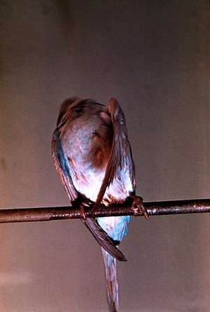 view Budgerigar with a nervous disorder