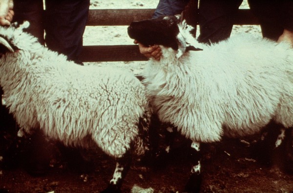 Twin blackface lambs - copper-deficient