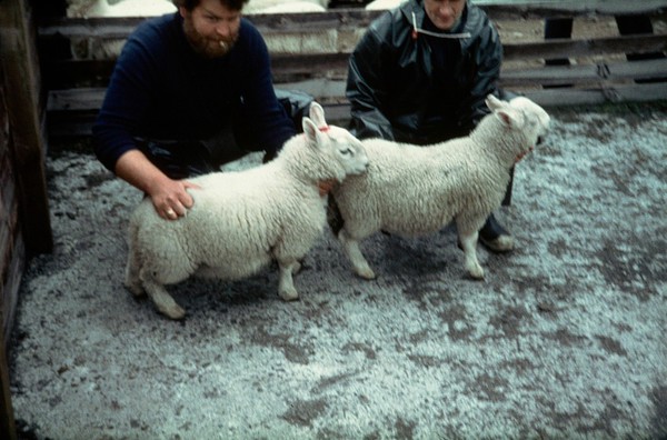 Twin Cheviot lambs - copper-deficient