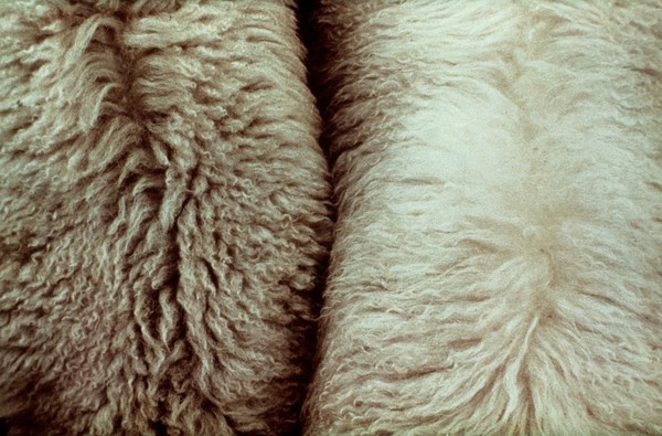 Copper-deficient & copper-replete fleeces