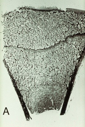 Section tibial head - copper treated lamb