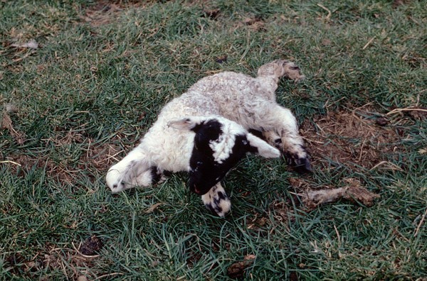 A swayback lamb.