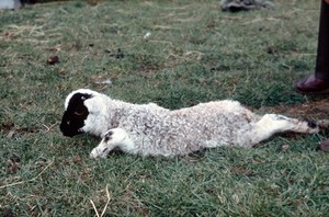 view A swayback lamb.