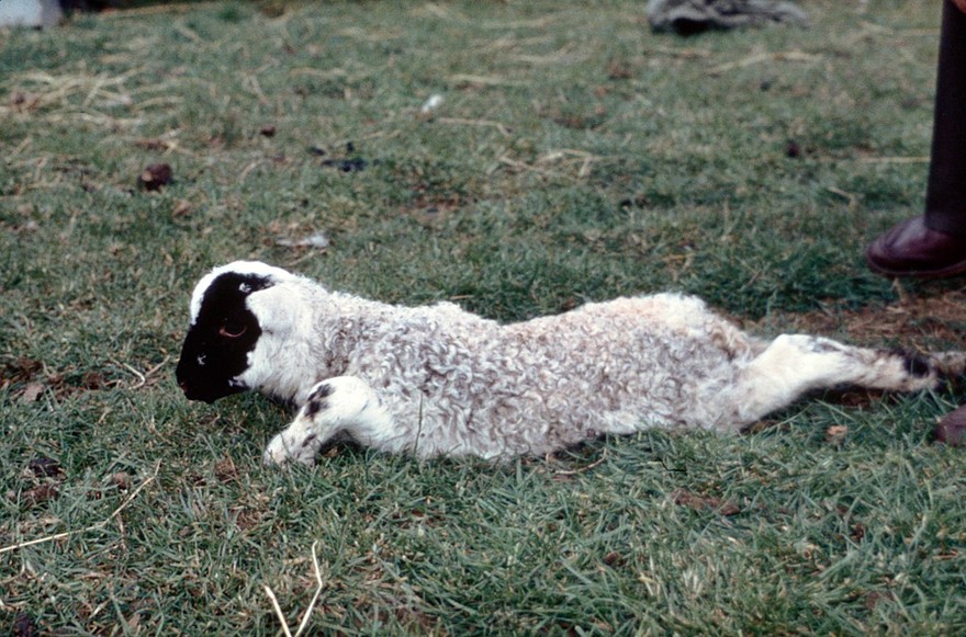 A swayback lamb.