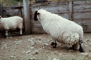 view Spinal abcess affecting a lamb