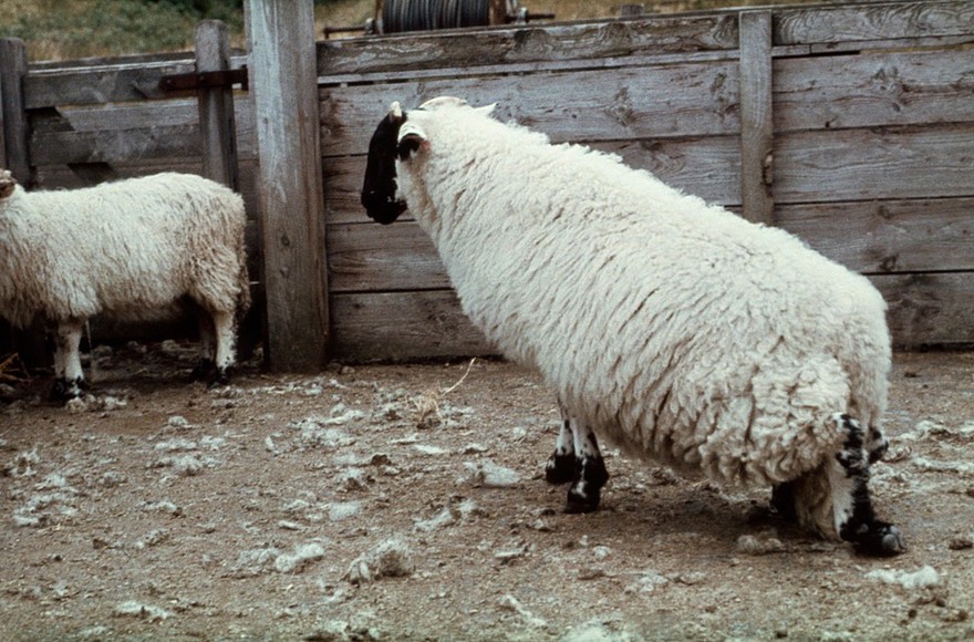 Spinal abcess affecting a lamb