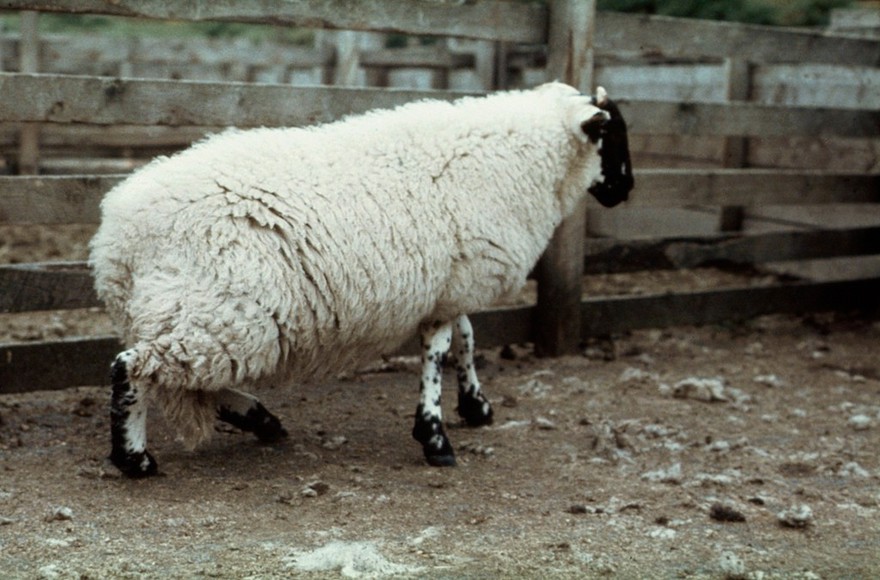 Spinal abcess affecting a lamb