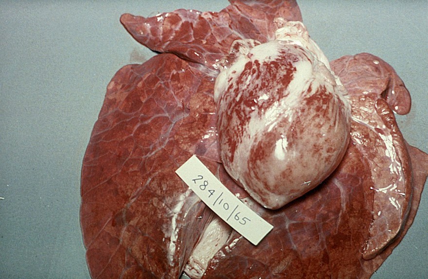 A pig's heart: Mulberry heart disease; haemorrhage