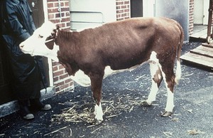 view Yearling with myodegeneration muscles